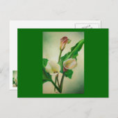 3カ素晴らしラ・ライリー植物性アクリル ポストカード (正面/裏面)