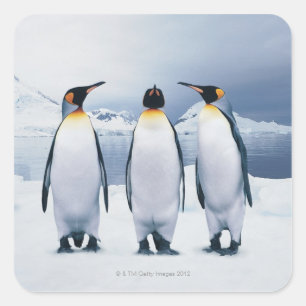3キングペンギン スクエアシール