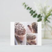 3クローズアップ、スパイク ポストカード (スタンド正面)