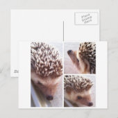 3クローズアップ、スパイク ポストカード (正面/裏面)