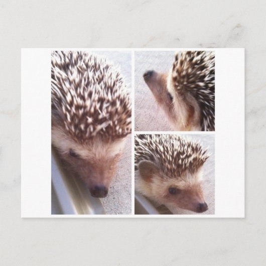 3クローズアップ、スパイク ポストカード (正面)