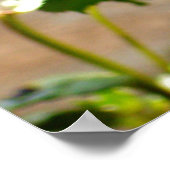 3バラ開花ポスター ポスター (角)