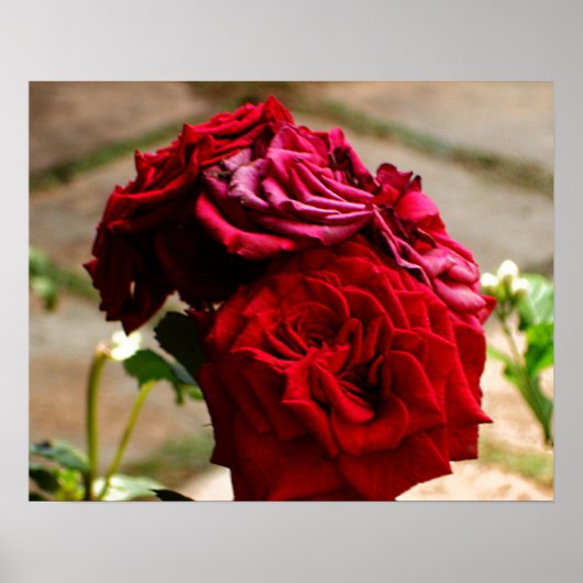 3バラ開花ポスター ポスター (正面)