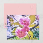 3ピンク花淡葉書 ポストカード (正面/裏面)