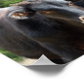 3ブラックバルディカーブ ポスター (角)