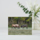 3ブルエルク戦はがき空白の ポストカード (スタンド正面)