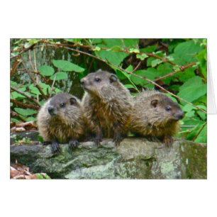 3ベビーGroundhogs