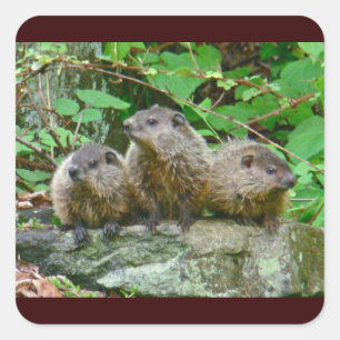 3ベビーGroundhogs スクエアシール