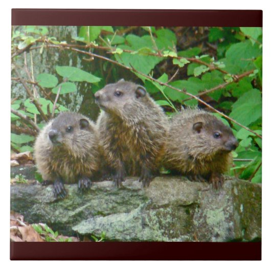 3ベビーGroundhogs タイル (正面)