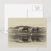3ポニー ポストカード (正面/裏面)
