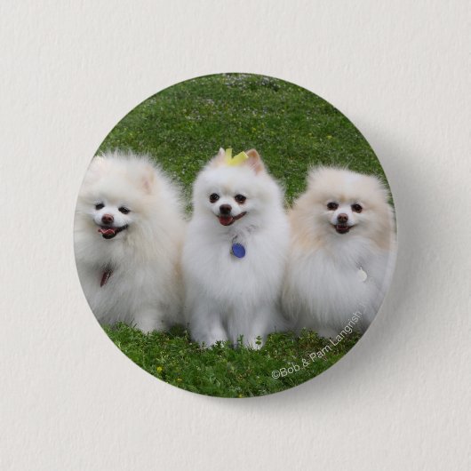 3ポメラニア犬の着席 缶バッジ (正面)