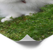 3ポメラニア犬座る ポスター (角)