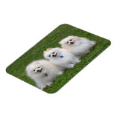 3ポメラニア犬座る マグネット (左側)