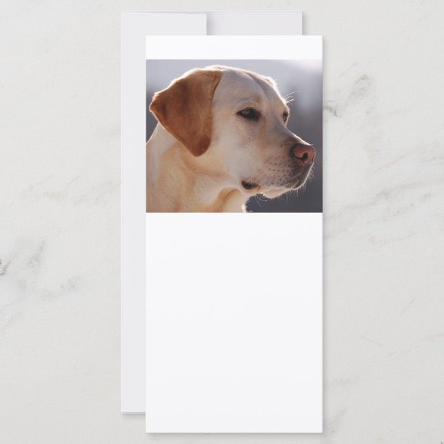 3ラブラドール_リトリバー (正面)