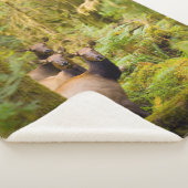 3ルーズベルトElk牛が見て シェルパブランケット (3/4)