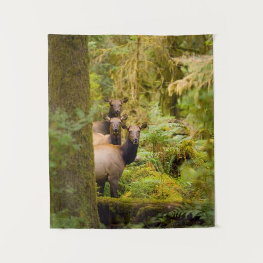 3ルーズベルトElk牛が見て タペストリー (正面)