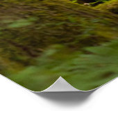 3ルーズベルトElk牛が見て ポスター (角)