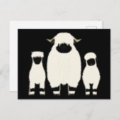 3ヴァレブラックノーズ羊 ポストカード (正面/裏面)