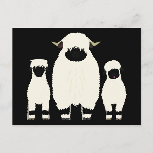 3ヴァレブラックノーズ羊 ポストカード (正面)