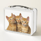 3人のかわいいショウガ猫の子ネコの友人のヘッド写真/ メタルランチボックス (裏面)