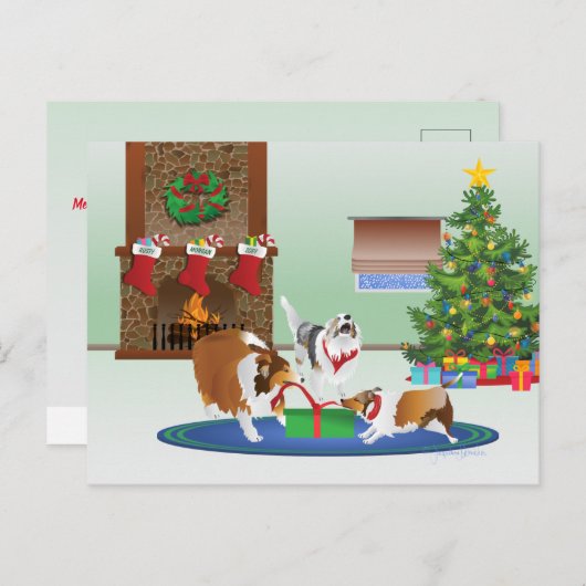 3人のシェットランド・ シープドッグが贈り物、緑、クリスマス シーズンポストカード (正面/裏面)