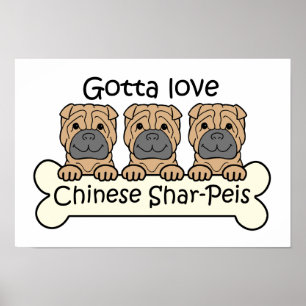 3人の中国語Shar-Peis ポスター
