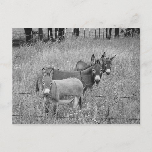 3人の友達 ポストカード (正面)