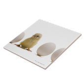 3個の卵を持つベビーのひよこのクローズアップ タイル (側面)