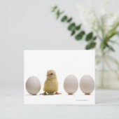 3個の卵を持つベビーの雛のクローズアップ ポストカード (スタンド正面)