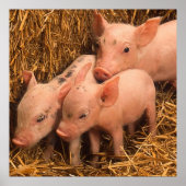 3個の子豚 ポスター (正面)