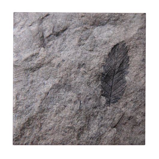 3億5千万年古植物化石の装飾瓦 タイル (正面)