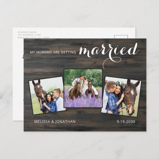 3写真素朴馬ペットの結婚式の日付を保存 案内ポストカード (正面/裏面)