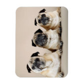 3列に並んだパグ マグネット (縦)