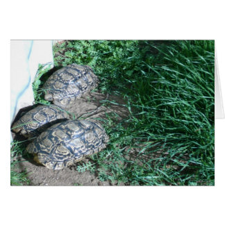 3匹のカメカード