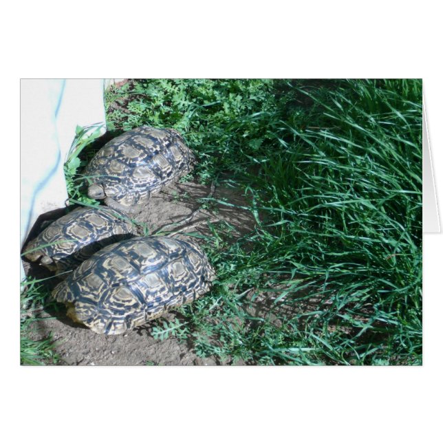 3匹のカメカード (正面横)