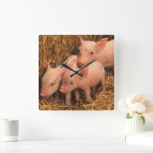 3匹のコブタ スクエア壁時計 (ホーム)