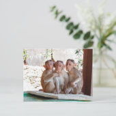 3匹のサルが一緒に野生動物 ポストカード (スタンド正面)