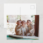 3匹のサルが一緒に野生動物 ポストカード (正面/裏面)
