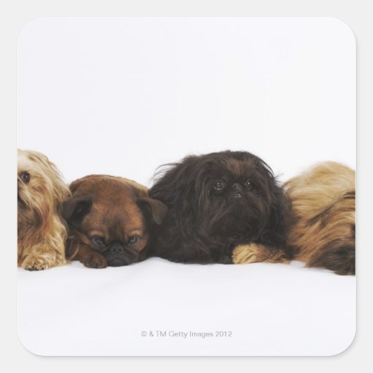 3匹のペキン独身のグ犬とパグが倒れた スクエアシール (正面)