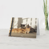 3匹のリラックスさせるな猫、誕生日 カード (裏面)