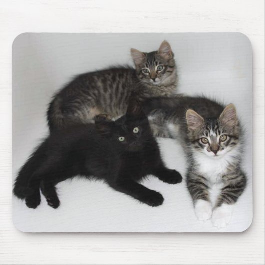 3匹の子猫のマウスパッド マウスパッド (正面)