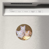 3匹の子猫の磁石 マグネット (インサイチュ (食洗機))