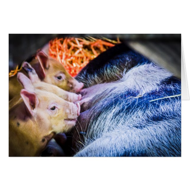 3匹の小さいブタ (正面横)