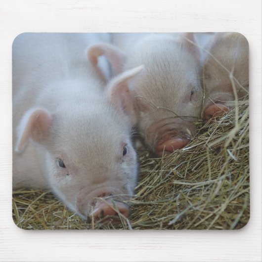 3匹の小さいブタ マウスパッド (正面)