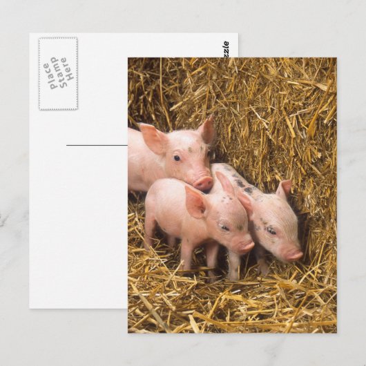 3匹の小豚 ポストカード (正面/裏面)