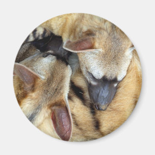 3匹の睡眠のアードウルフ マグネット
