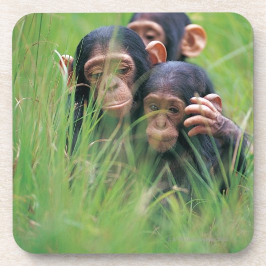 3匹の若いチンパンジー(鍋のtroglodytes) コースター (正面)