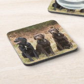 3匹の黒いラブラドル・レトリーバー犬 コースター (左側)