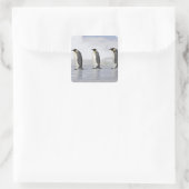 3台の皇帝ペンギン、スノーヒル島 スクエアシール (バッグ)