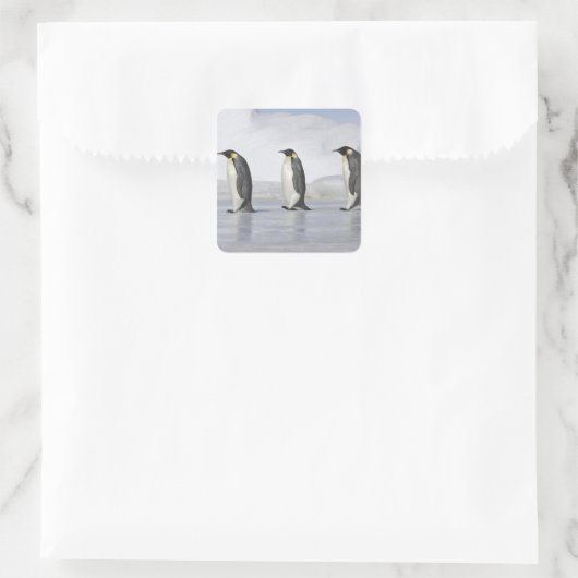 3台の皇帝ペンギン、スノーヒル島 スクエアシール (バッグ)